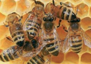 Bienen beim Füttern