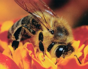 Biene beim Nektarsammeln