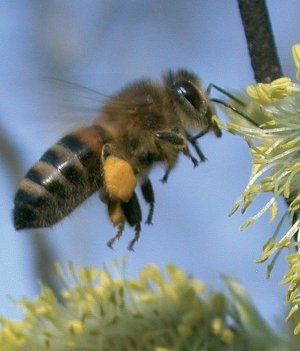 Bienen mit Pollen